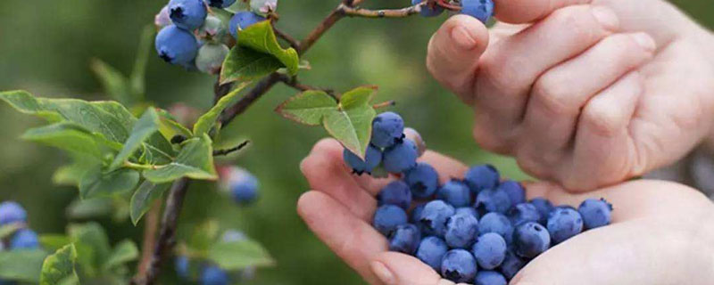 种植蓝浆果的技术有哪些