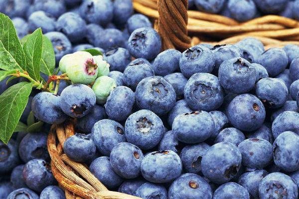 介绍蓝莓四大优良品种