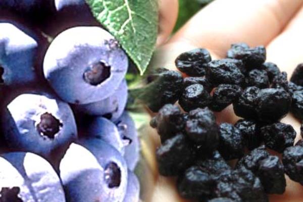 什么品种的蓝莓苗好