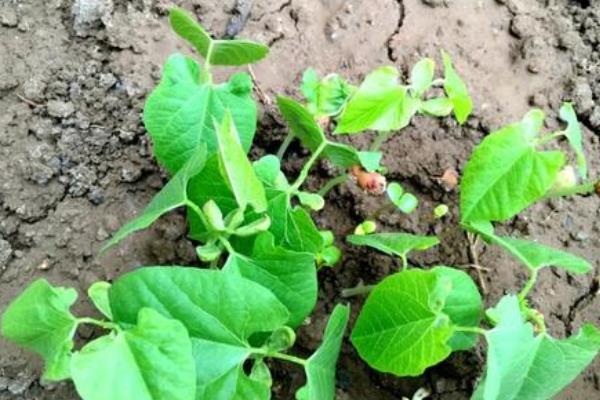 绿豆种子有哪些品种？如何育苗