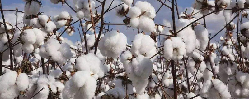 新疆有几种棉花