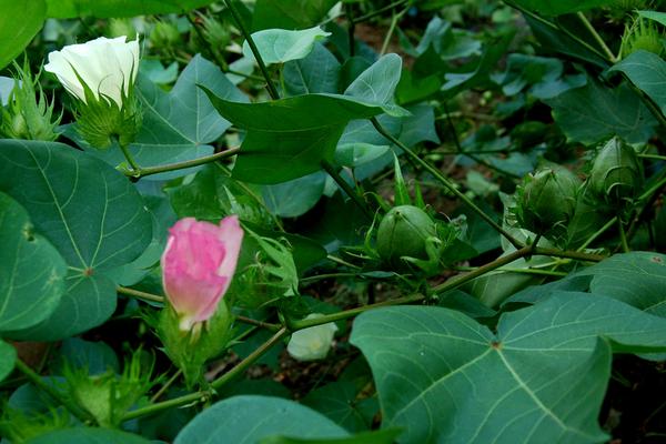 如何管理棉花花铃