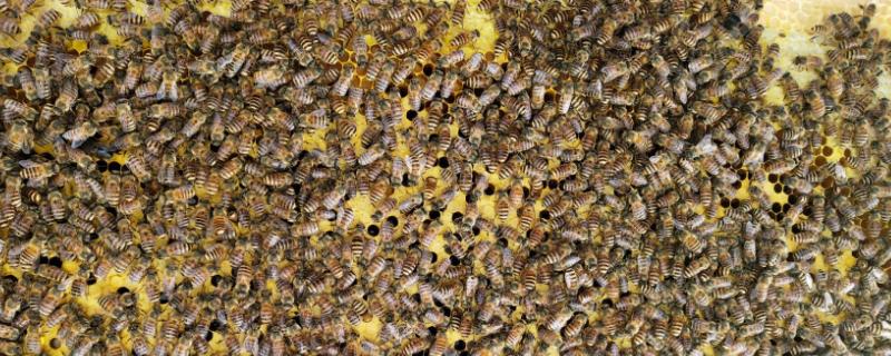 有哪些比较小的蜜蜂品种