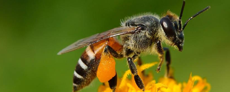 什么诗赞美蜜蜂