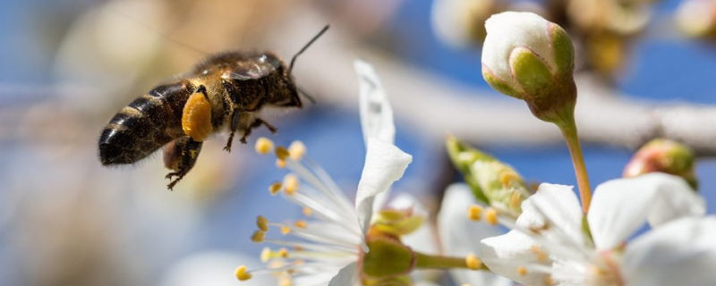 加盟养殖蜜蜂赚钱吗？养殖前景及成本收益分析