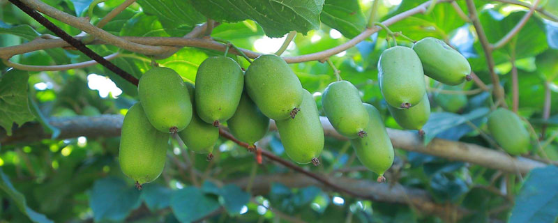 红心猕猴桃高产施肥方法