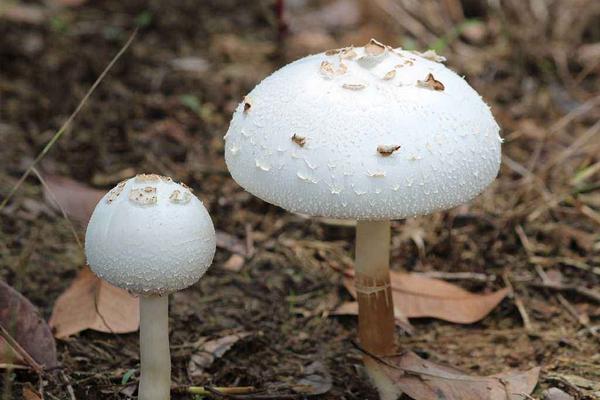 介绍十种常见的食用蘑菇