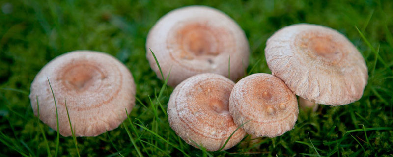 种植蘑菇的方法有哪些
