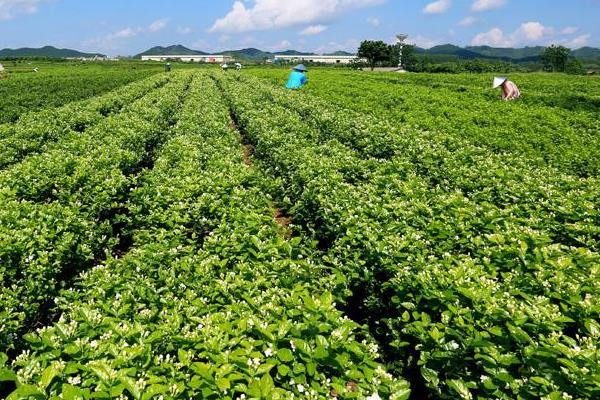 茉莉花茶在中国哪里最好