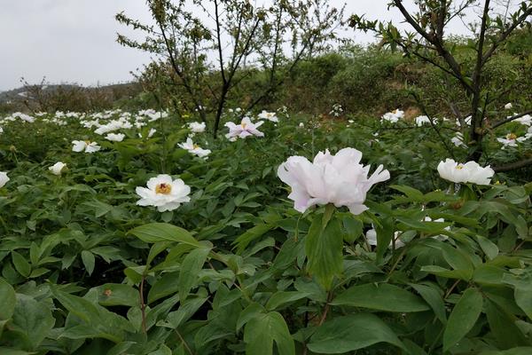 牡丹什么时候开花？牡丹和牡丹有什么区别