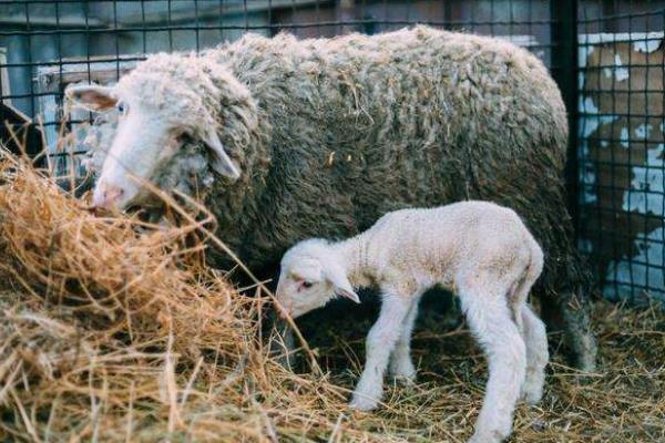 产后母羊可以接种多久