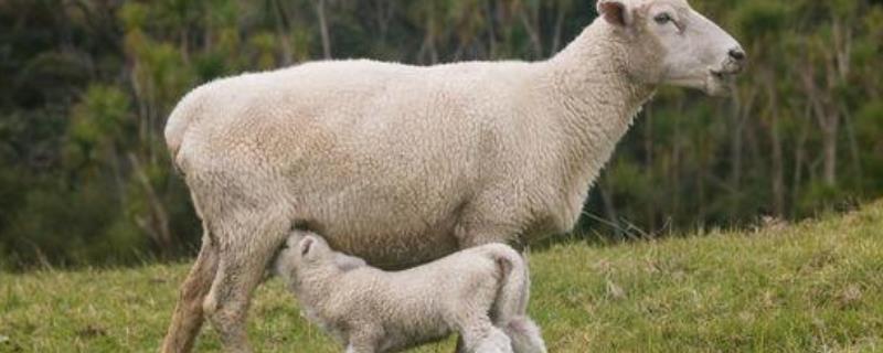 如何让母羊多胎多产