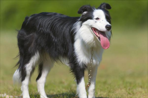 比利时牧羊犬智商高