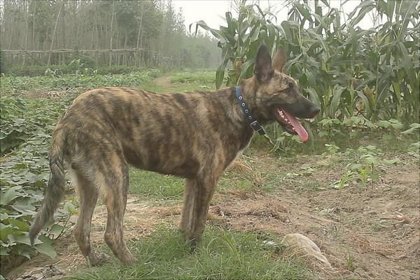 如何区分纯种德国牧羊犬