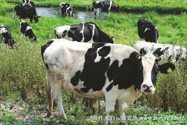 养殖奶牛需要什么技术