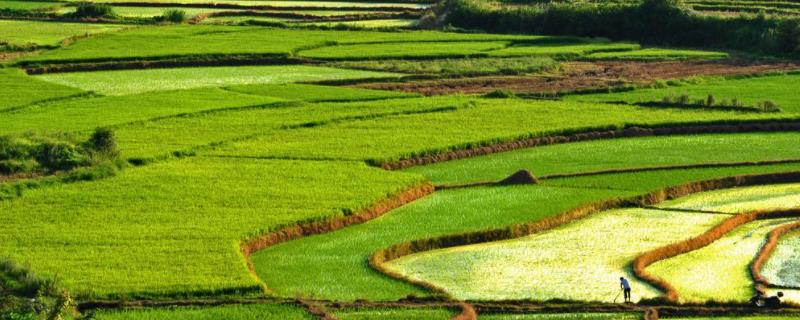 农田能建大棚养殖吗