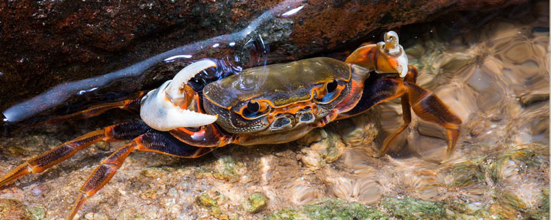 如何分割螃蟹公母？如何区分螃蟹的好坏