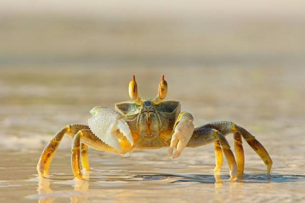 石蟹苗吃什么食物？怎样才能把螃蟹养好