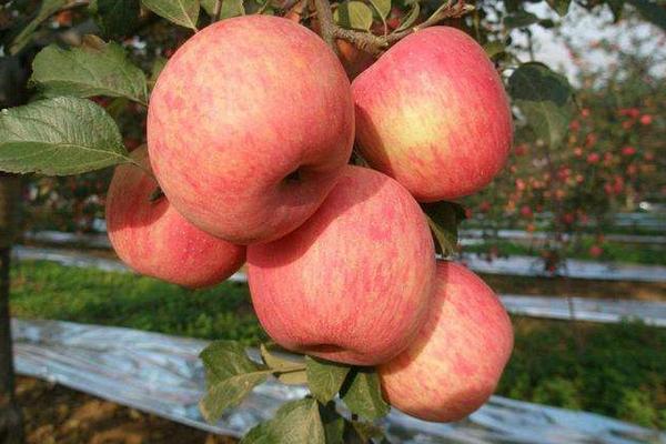 高效的苹果树施肥方法