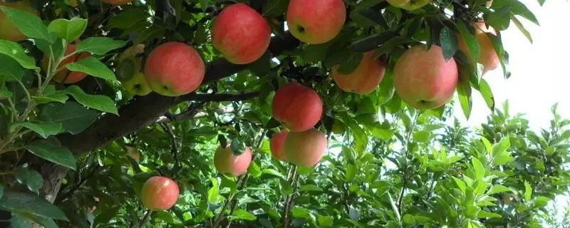 如何种植苹果树苗