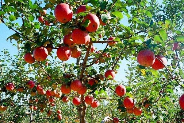 什么水果是苹果李？产量是多少