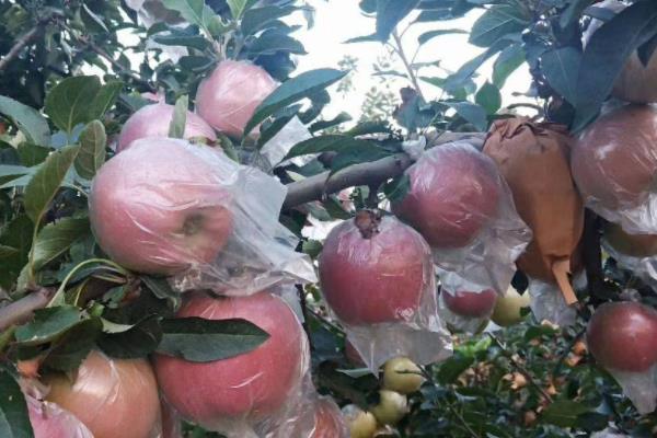 今年苹果种植的前景如何？你考虑过这三个因素吗