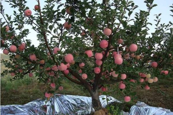 苹果树的新品种有哪些