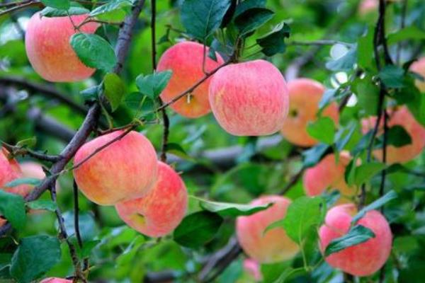 如何栽培苹果树