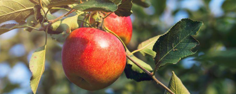 瑞阳苹果树苗多少钱？种植前景如何