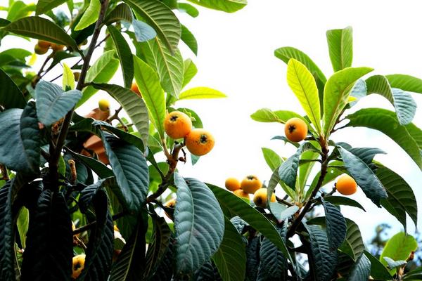 枇杷可以在北方种植吗？介绍了北方枇杷的种植要点