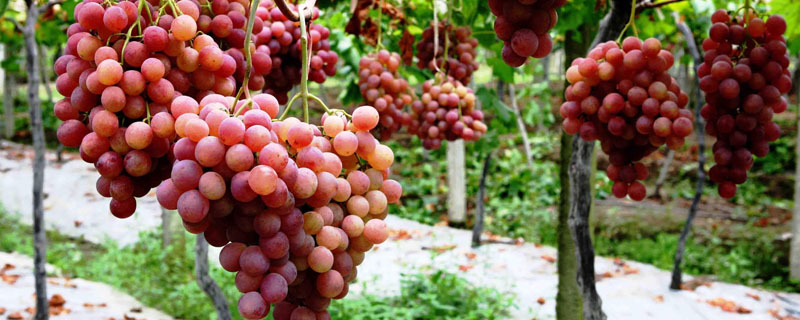 一亩温室葡萄的年利润是多少
