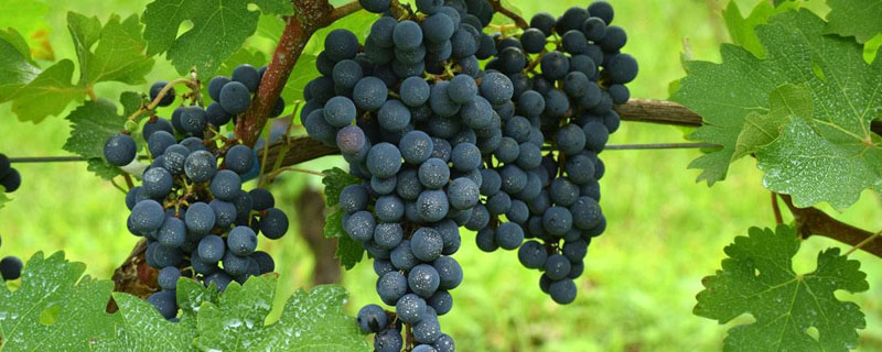 介绍优质高产葡萄品种