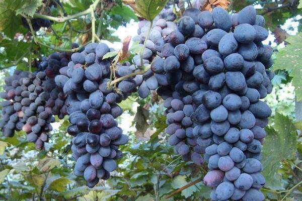 无籽葡萄是转基因吗？有哪些常见品种