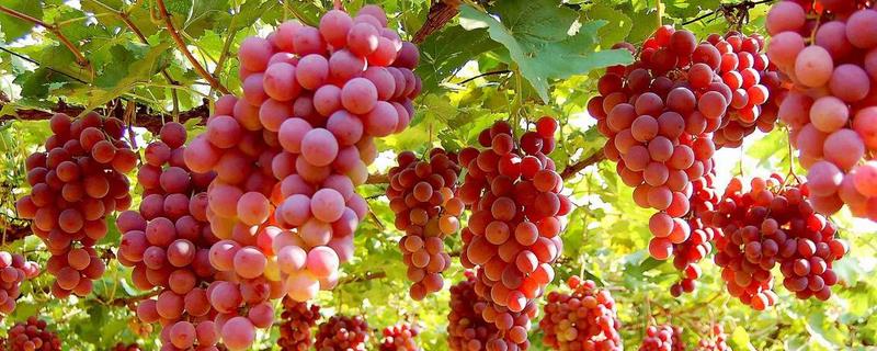 早熟葡萄有哪些品种？推荐极早熟葡萄品种