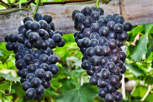 巨峰葡萄和夏黑葡萄的区别，哪一种好吃