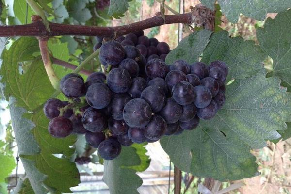 葡萄品种大全种植前景好