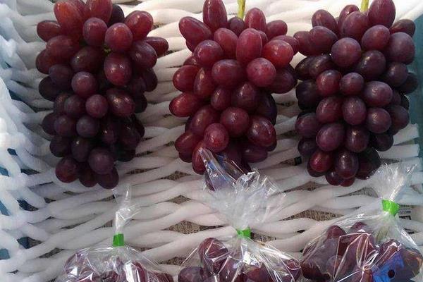介绍中国常见葡萄品种