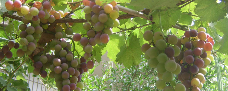 介绍最值得种植的葡萄品种