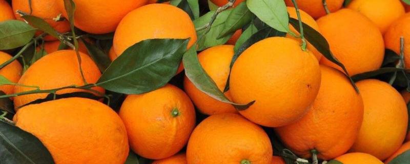 种橘子赚钱吗？附橙子种植前景及效益分析