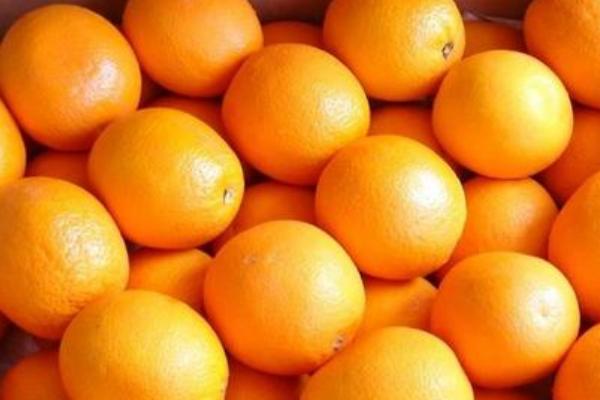 橘子种植区分布在哪里？常见品种有哪些