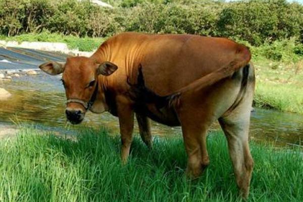 高档肉牛快速育肥有哪些技术