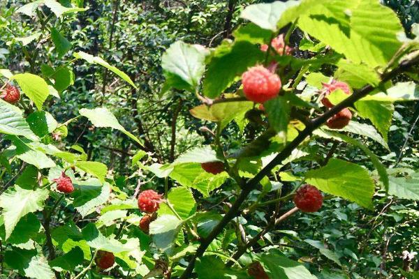 茅莓的种植前景如何？茅莓和山莓有什么区别