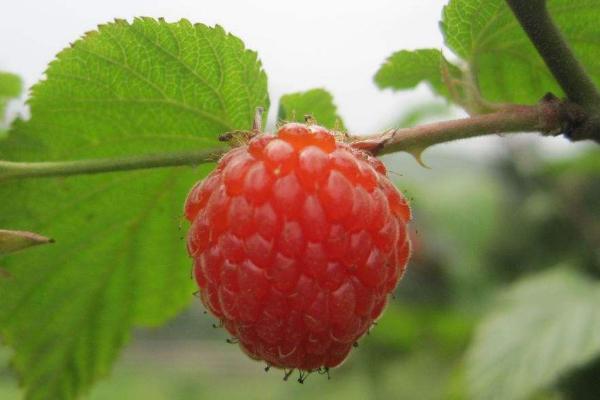 金莓有什么特点？树莓有哪些常见品种