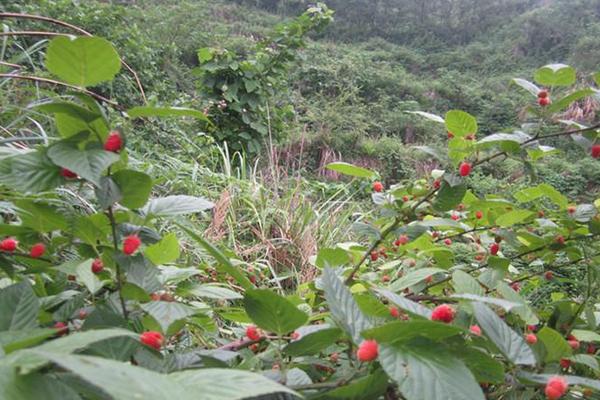 红树莓种子有哪些优良品种？有哪些育苗方法