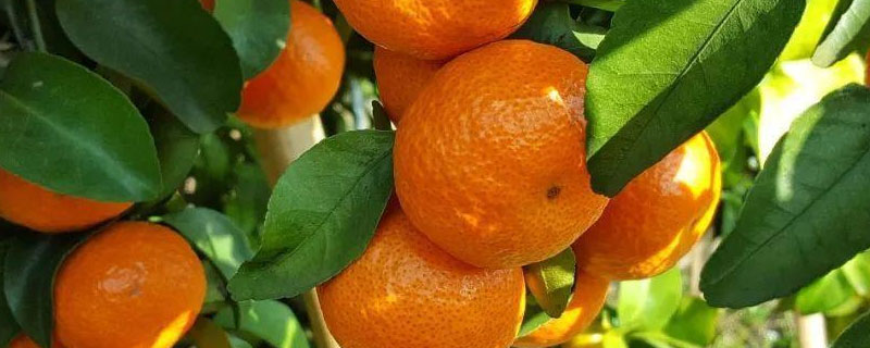 广西博白沙糖橙的产地在哪里？沙糖橙有哪些优良品种