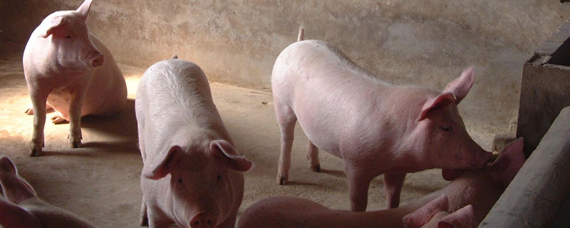 如今越来越多的人在养猪，养猪的红利期还有多长