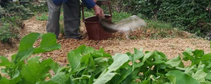 如何规范水稻施肥