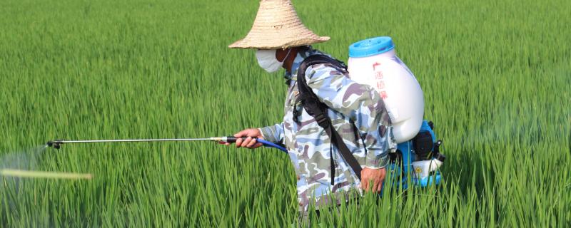 什么是种植水稻的第一步