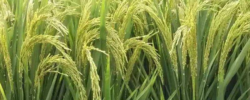十大高产水稻品种