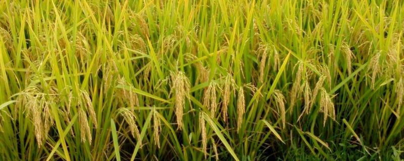 什么农药不能生长，水稻最怕